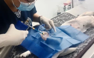 La Crioterapia: Una Solución Innovadora para el Tratamiento de tumores en Mascotas